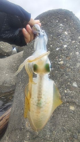 別府湾
