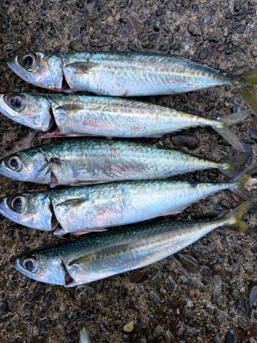サバの釣果