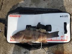 オオモンハタの釣果