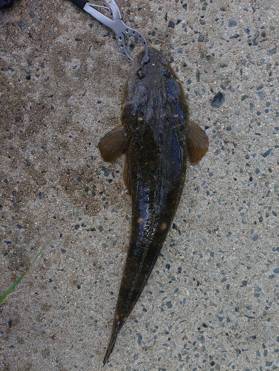 マゴチ