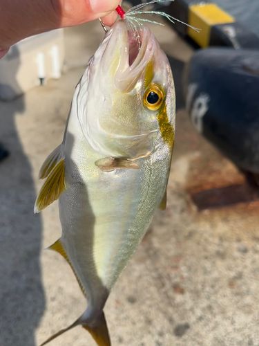 ネリゴの釣果
