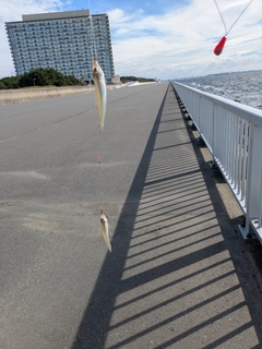 シロギスの釣果