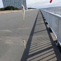 シロギス