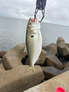 コノシロの釣果
