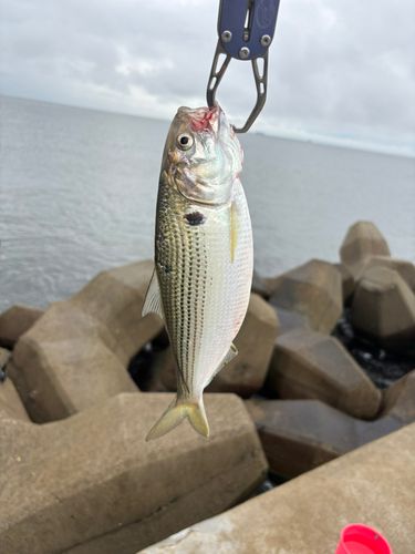 コノシロの釣果