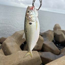 コノシロ