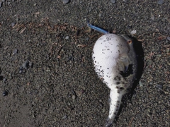 トラフグの釣果