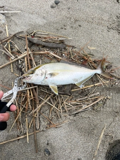 ショゴの釣果