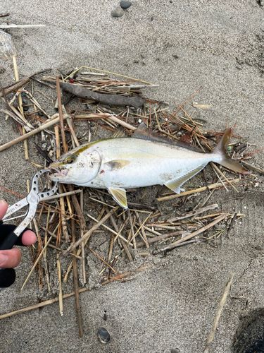 ショゴの釣果