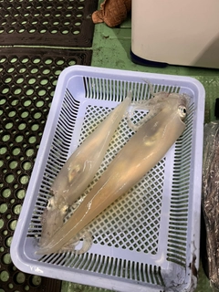 アカイカの釣果