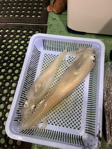 橋立漁港