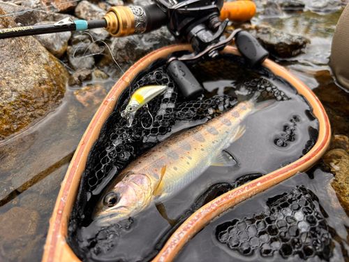 アマゴの釣果