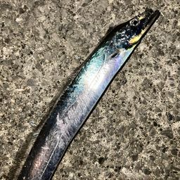 タチウオ