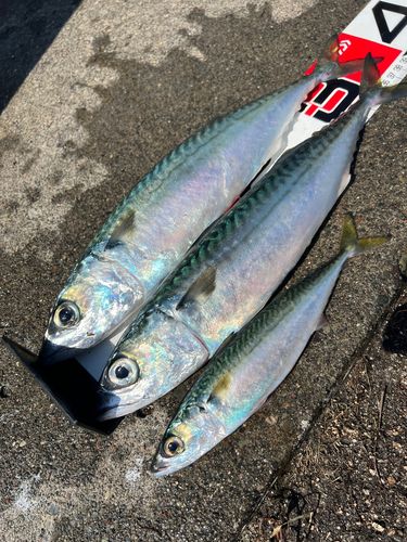 サバの釣果
