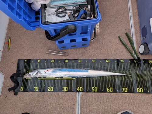 タチウオの釣果