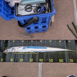 タチウオ
