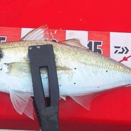 アジ
