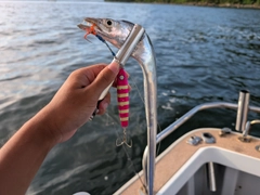 タチウオの釣果