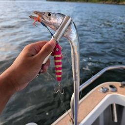 タチウオ