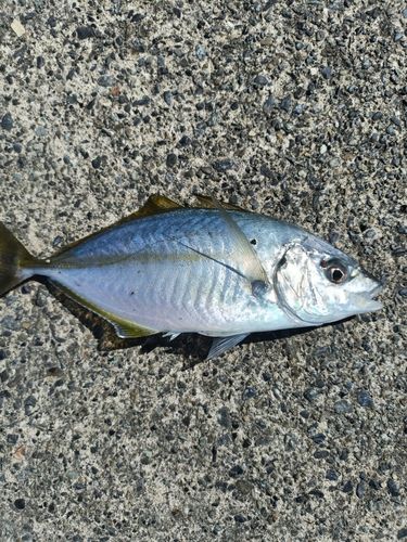 シマアジの釣果