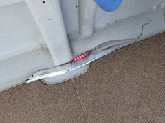 タチウオの釣果