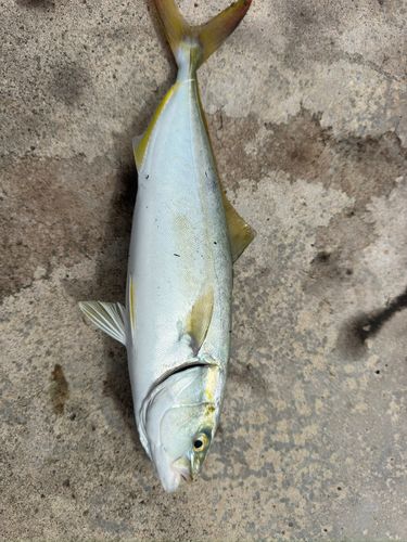 魚津漁港
