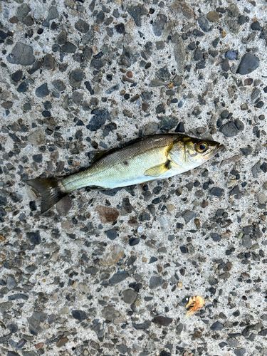若洲海浜公園海釣り施設