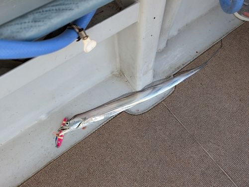 タチウオの釣果
