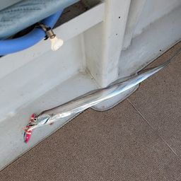 タチウオ