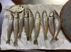 キスの釣果