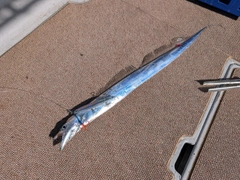 タチウオの釣果