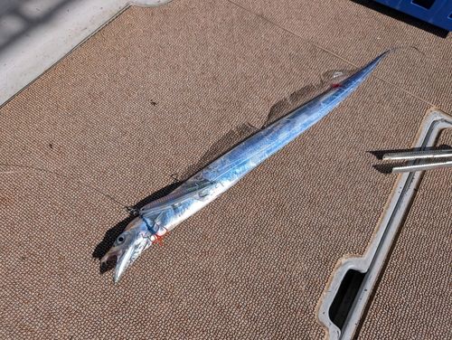 タチウオの釣果