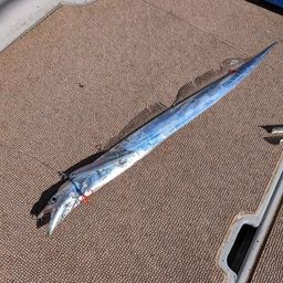 タチウオ