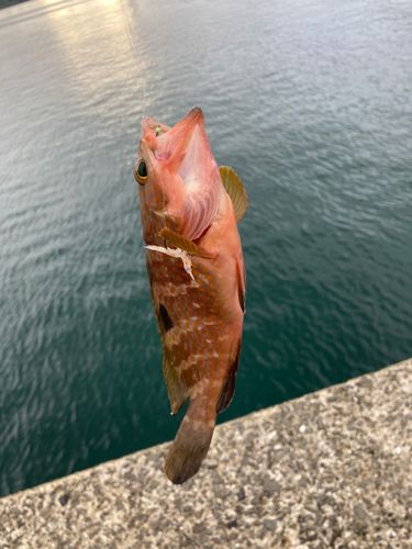 キジハタの釣果