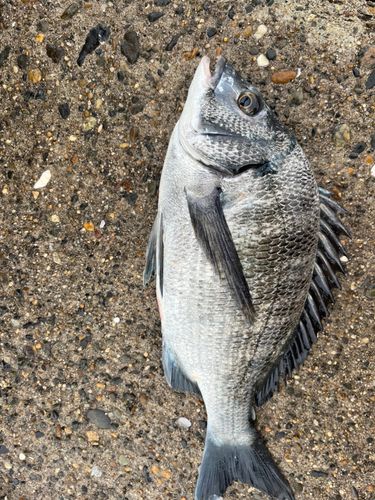 鹿島港魚釣園