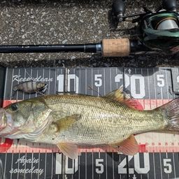 ラージマウスバス