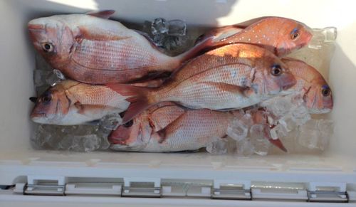 マダイの釣果