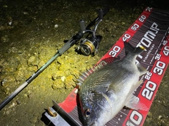 キビレの釣果