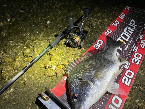 キビレの釣果