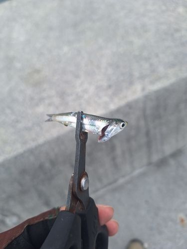 カタクチイワシの釣果