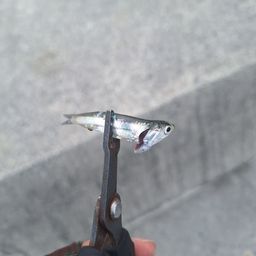 カタクチイワシ