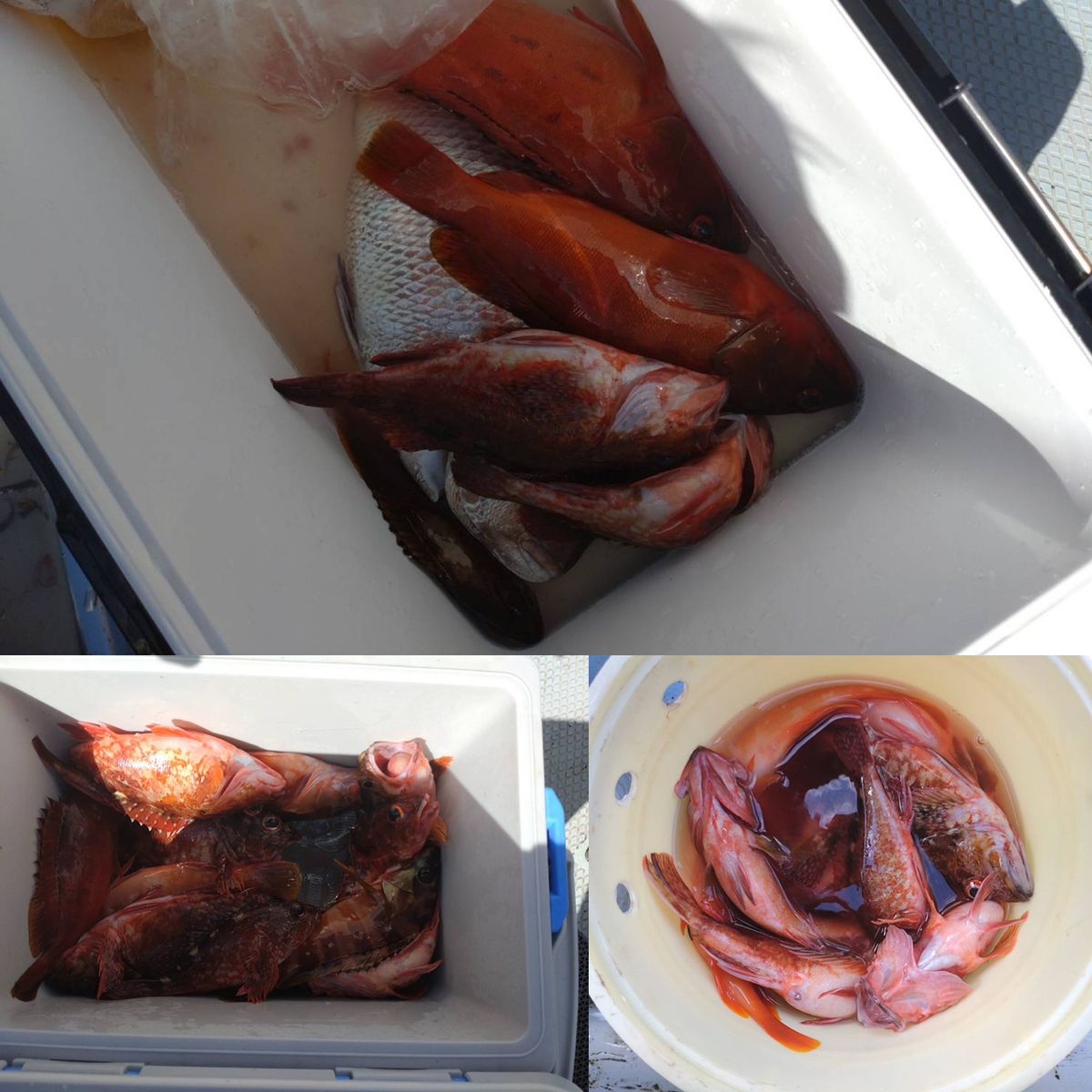 一休丸@城ヶ島さんの釣果 2枚目の画像