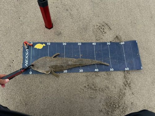 マゴチの釣果