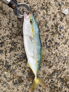 ワカシの釣果