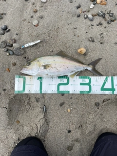 ショゴの釣果