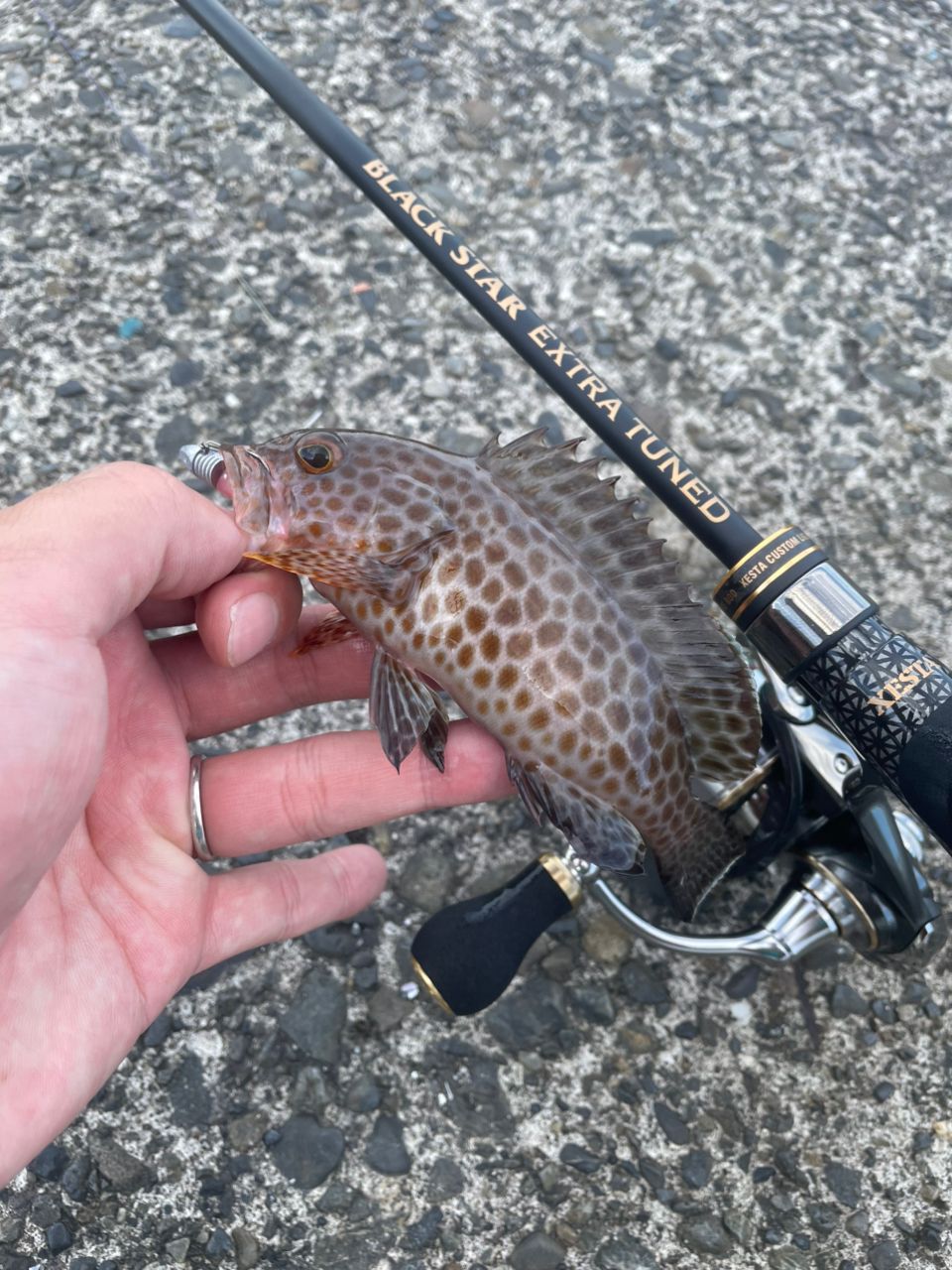DAIWA 20ルビアス FC LT2500S-XHの最安値・インプレ・釣果