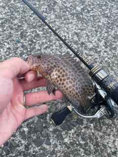 オオモンハタの釣果