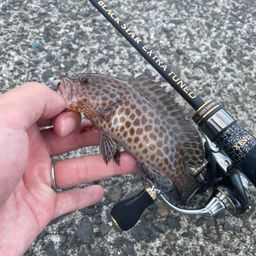 オオモンハタ