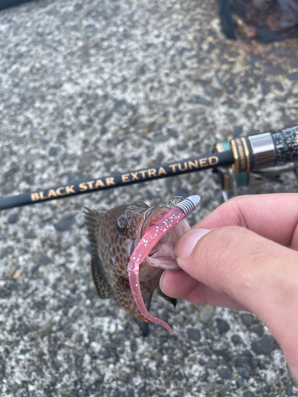 DAIWA - 20ルビアス FC LT 2500S-XH ダイワ ルビアス FC LT2500S-XH (リール) 価格比較 - 価格.com