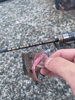 オオモンハタの釣果